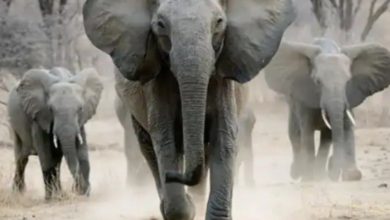 IMG 20200705 155453 894