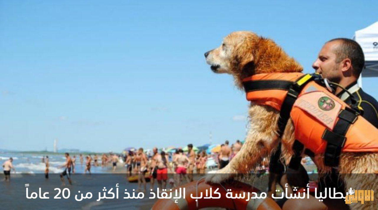 كلبة تنقذ طفلا من الغرق في إيطاليا 3 IMG 20200708 050237 121