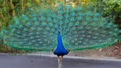 القبض على ” طاووس ” يهاجم سكان مبنى في كندا 5 IMG 20200708 205610 550