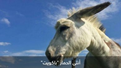 IMG 20200710 164706 772