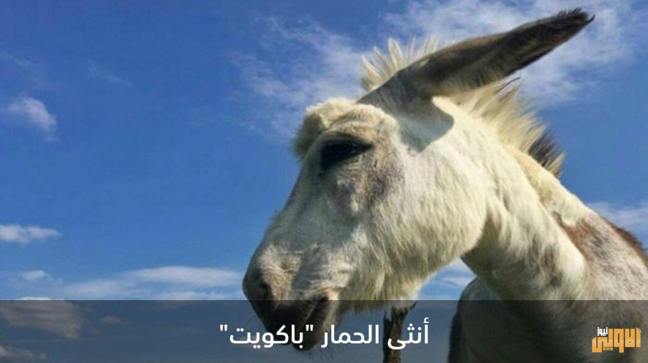 "باكويت".. أنثى حمار تتحول لنجمة مدرّة للأموال 1 IMG 20200710 164706 772