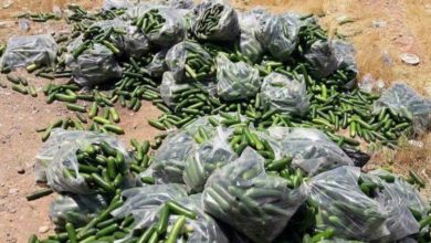 IMG ٢٠٢٠٠٧٠٣ ١٥١٨٢٧