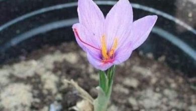 A4AF5320 E828 4480 BB1C 3A2A712D385B