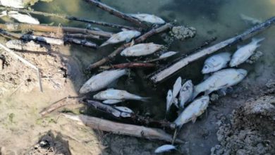 الزراعة النيابية تتهم جهات “مخربة” بتسميم الأسماك في هور الدلمج 2 سمك 696x437 1