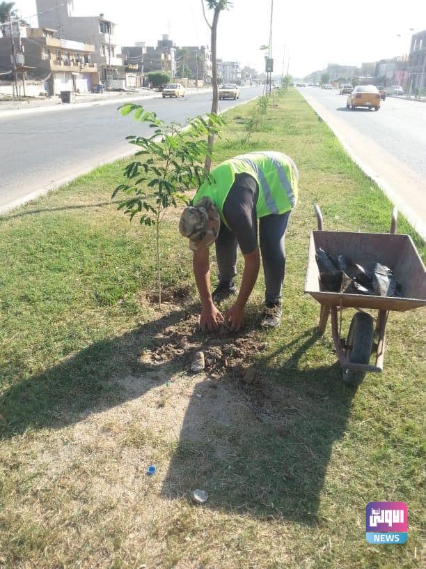 زرع 86 الف شجرة في بغداد 1 316B4A62 6B50 47C4 A0B7 BD04219634E6