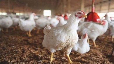 85D8304A F722 4DAD BD78 64F6184AE891