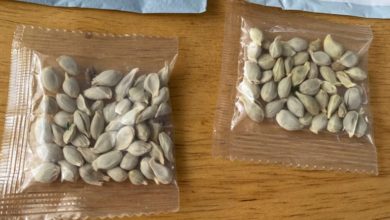 أمازون تحظر المبيعات الأجنبية للبذور في أمريكا 3 B6B1FE55 96C5 44F4 B307 0CA319DE5A40