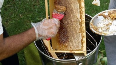 العراق يعتزم تصدير العسل إلى الخارج قريبا 2 maxresdefault 1068x601 1