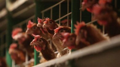 4A9AADDB 587B 4586 91D4 A1BA57B25E18