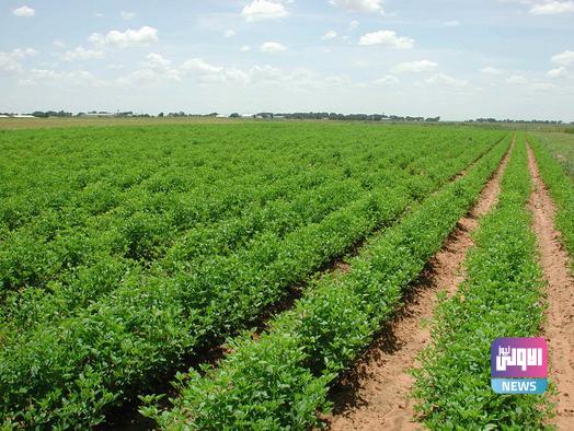 خطة لزراعة ٥ ملايين دونم من المحاصيل الشتوية في العراق 1 98B85AC9 902B 437F B200 5D140B07C4A1
