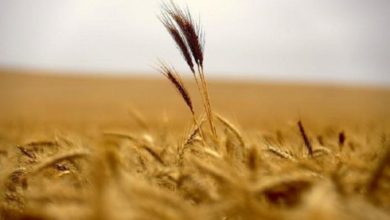 E9CCAD3C 5A72 4E13 BA1A 14DD6E811DEF