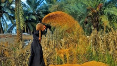 انطلاق حملة حصاد محصول الشلب في ذي قار 5 112112020 DPeI8Q9WAAEG2PC