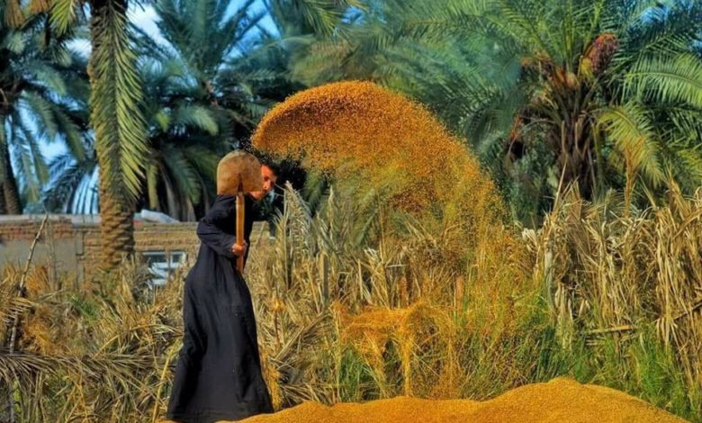 انطلاق حملة حصاد محصول الشلب في ذي قار 1 112112020 DPeI8Q9WAAEG2PC