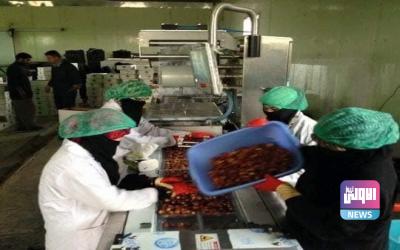 الزراعة: تصدير 130 ألف طن من التمور خلال الشهرين الماضيين 1 124379EC AD90 477B BECC 0B05DC59D44E