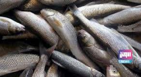 البيطرة تكشف عن ظهور اصابات بمرض فيروسي في الاسماك 4 8718163E 4A2F 46B2 94DB 00C4B90D1412