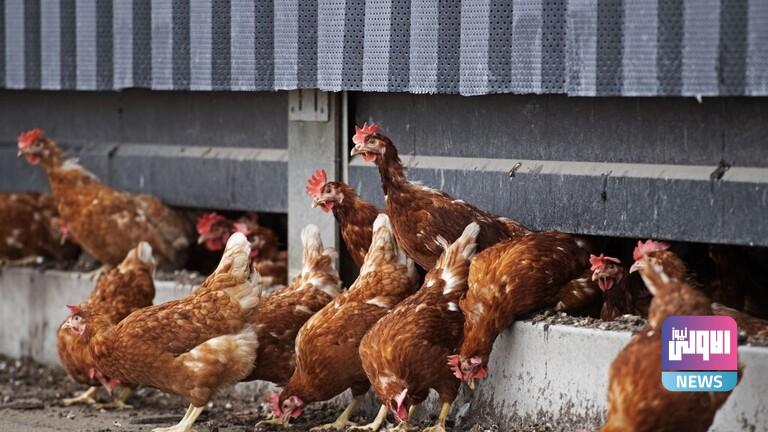 إعدام 200 ألف دجاجة في هولندا بعد اكتشاف بؤرة لإفلاونزة الطيور 1 95112020 5fa3c65e423604490b124dfb