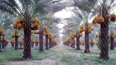 EF833379 2F9E 4C0B B8BC B98AFCD14A97