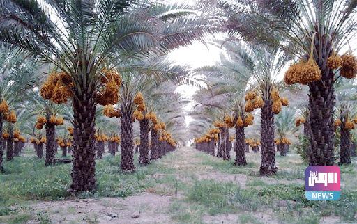 الزراعة: المباشرة بإعادة تأهيل بساتين النخيل القديمة بعد الموازنة 1 EF833379 2F9E 4C0B B8BC B98AFCD14A97