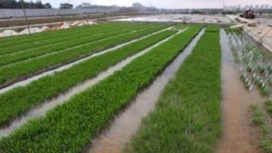 الزراعة: متفائلون بموسم الأمطار 3 FBA911BE 0FFA 4C7B B8EF E7C29197C11F