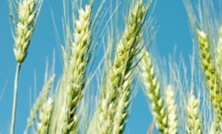 ble wheat