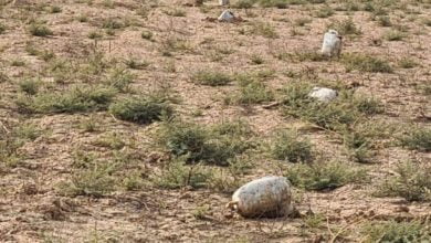 713122020 75899215 8534 455d afa5 2172f2645fb6