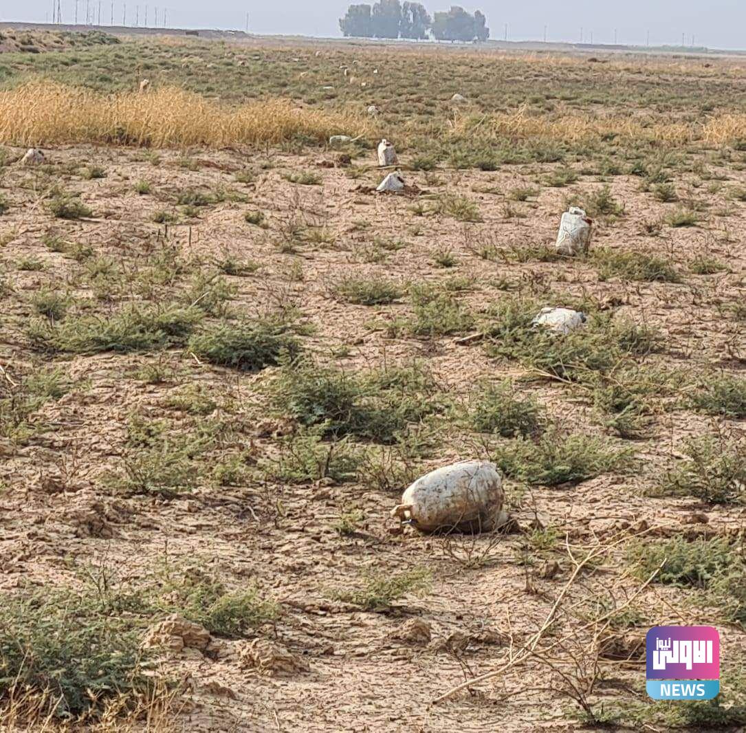 713122020 75899215 8534 455d afa5 2172f2645fb6