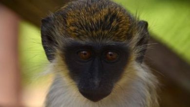 108356064 64a70a49 953f 4ec5 973b 4f684a7e7699