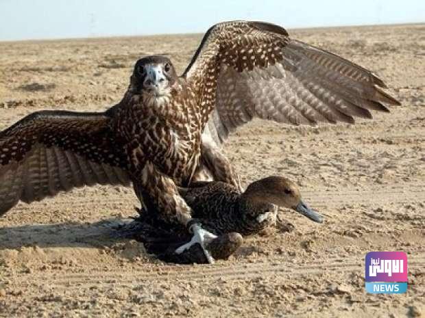 72812021 7846713721516727987