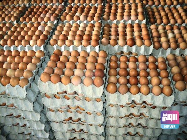 خلال الشهر الجاري.. معدل انتاج بيض المائدة في العراق يتجاوز المليون بيضة 1 U¡U¡ UU¡ U U¨ 83012021 5485485