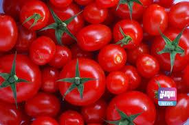 مطالبات نيابية بمنع دخول الطماطم المستوردة للبلاد لحين انتهاء موسم الحصاد 3 11422021 45667789