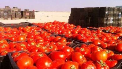 الزراعة توافق على تصدير 10 آلاف من محصول الطماطم إلى السعودية 4 1828B856 6561 46AB BE04 83B4CB372225
