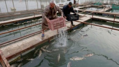 الزراعة النيابية: العراق جاهز لتصدير أسماك الكارب بعد تحقيق الاكتفاء الذاتي 6 4BA7B8EF F308 4C50 B42A 4DF19A4F33D1