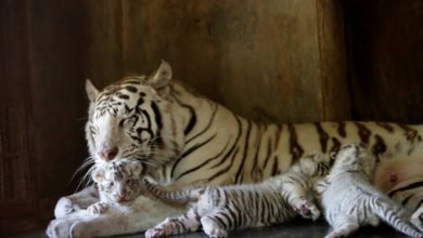 باكستان.. حديقة حيوان تعلن نفوق شبلي نمر أبيض وترجح أن يكون كورونا السبب 3 6027bc014c59b73ad71c1e7b