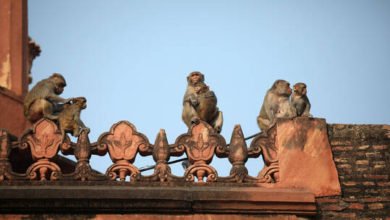 قردة تخطف رضيعة عمرها 8 أيام وتنهي حياتها بشكل مروّع 6 602a2265423604083d1502a4