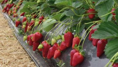 82B14A1F 89B8 48BC 8135 BF7894D00C0B