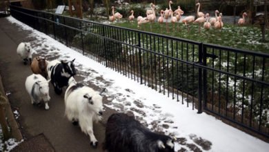 إغلاق اقدم حديقة حيوان بالعالم بسبب تداعيات كورونا في بريطانيا 2 E62CC52D 9585 4319 A4ED 751F412CEB09