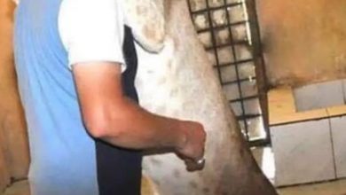 "سيف الفتلاوي " مروض الحيوانات المفترسة (صور) 2 FB IMG 1614199089544