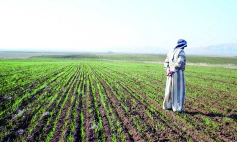 iraq agriculture