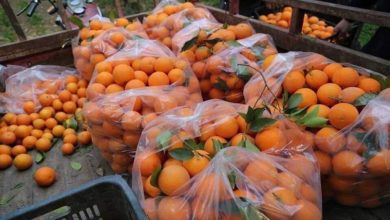 برتقال ديالى12 1