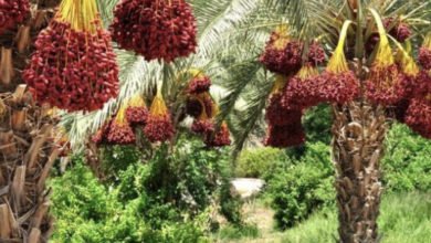 العراق يصدر 600 الف طن من التمور الى الاسواق العالميه 4 3805BB25 FC3C 4524 AD3A 48A39C0EA75B