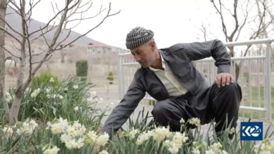 النرجس (صور) 2 FB IMG 1615507617824