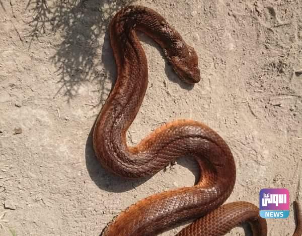 FB IMG 1615508038064