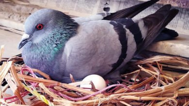 كم تبيض الحمامة ؟