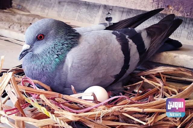 كم تبيض الحمامة ؟