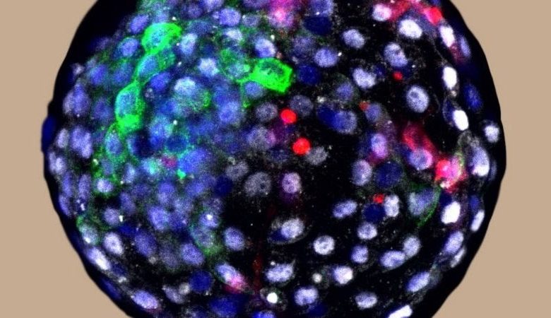 118074431 human monkeyblastocyst weizhijikunminguniversityofscienceandtechnology