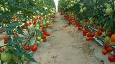 16C63BBB 44D9 4867 A41A 1C0DCEE65673