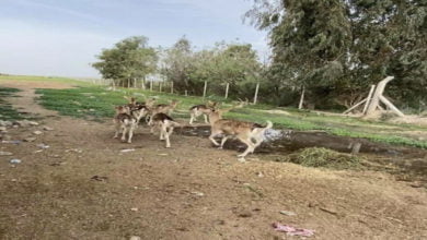 56B6EB97 3069 429C BF9D F2C3FB5CD006