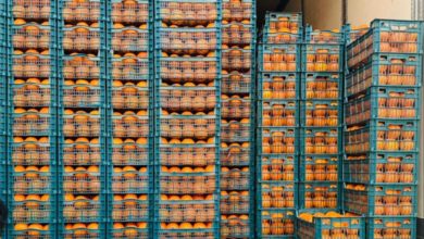 المنافذ: احالة مسافر ومنع دخول إرسالية فواكه من منفذ "الشلامجة" 6 5964E8ED 7FC8 47DD BDCD 9F2F8F6F62E0