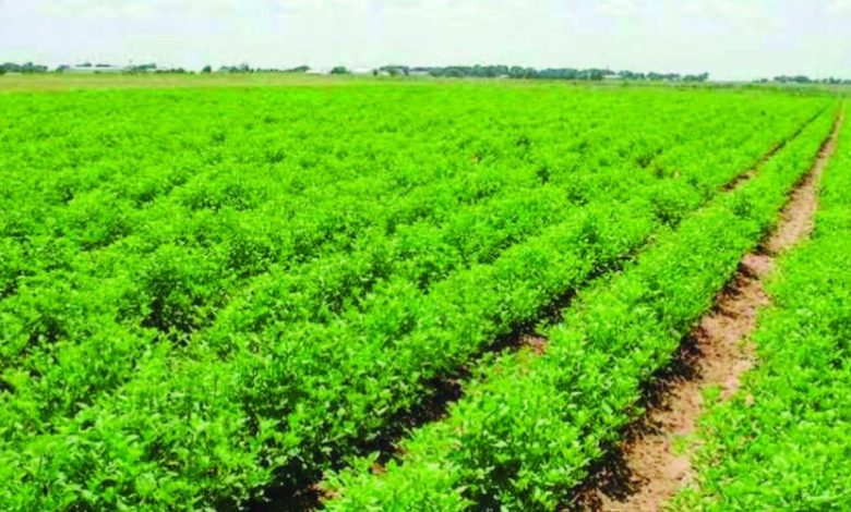 الديوانيه تحقق الاكتفاء الذاتي في ٢٦ محصولاً زراعياً وحيوانياً 1 5BA817E7 F514 477B 941A E3E8838A061B