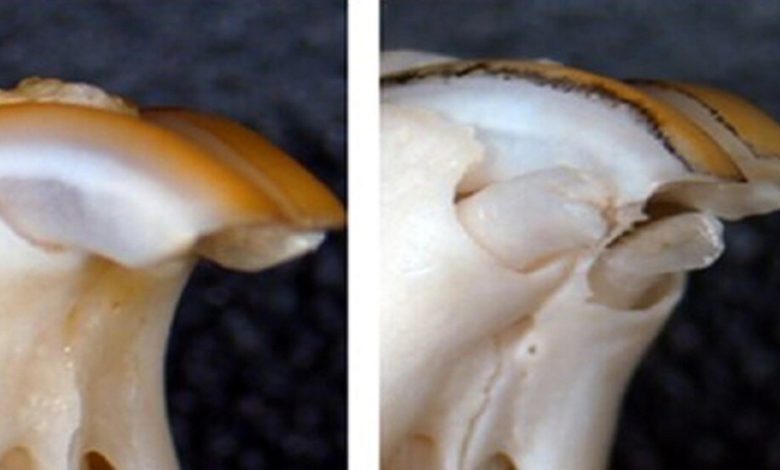 6064595542360404e96a76e3